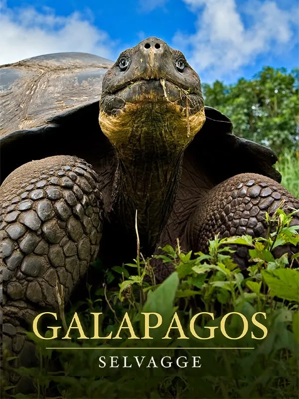 Galapagos Selvagge