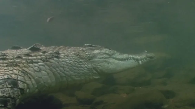 Gli animali piu' pericolosi