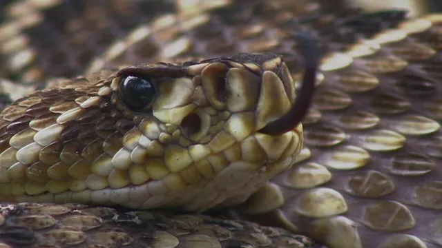Gli animali piu' pericolosi