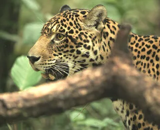 Guyana