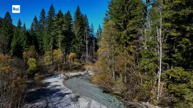 Habitat. La foresta millenaria di Tarvisio (pt.4)