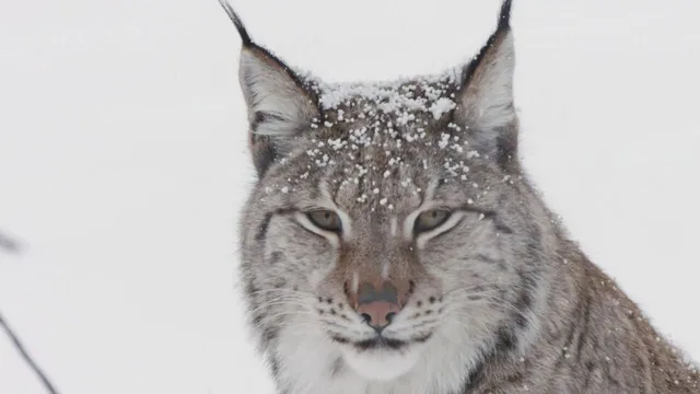 I campioni del regno animale