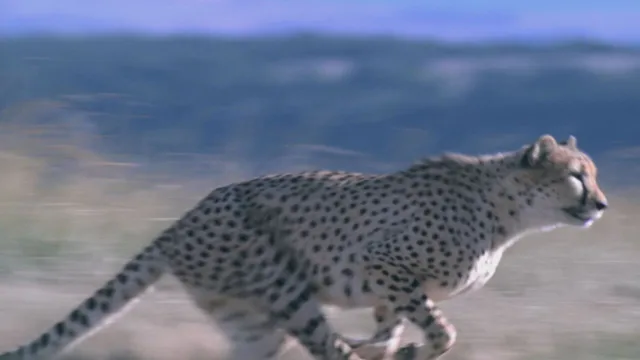 I campioni del regno animale