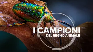 I campioni del regno animale