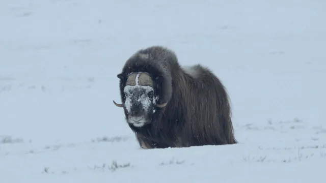 I campioni del regno animale