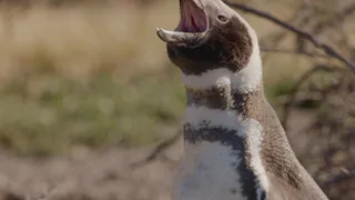 I campioni del regno animale