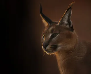 I Caracal Nottambuli E Solitari