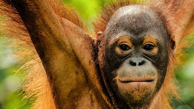 I meccanismi della natura