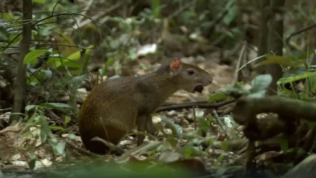 I meccanismi della natura