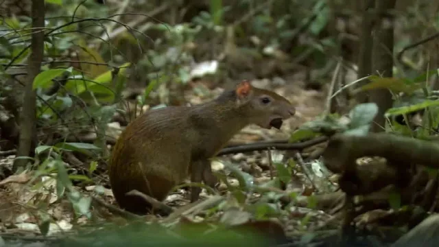 I meccanismi della natura - E1
