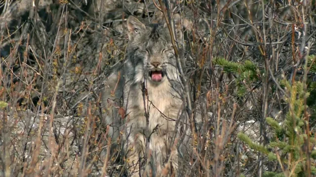 I meccanismi della natura - E3