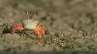 I meccanismi della natura - E4