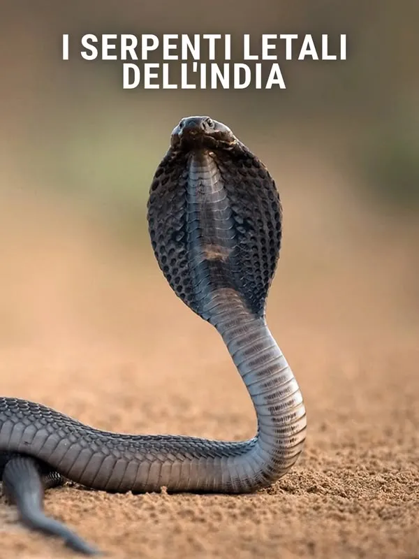 I serpenti letali dell'India