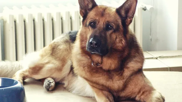 Il Commissario Rex 6
