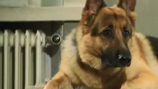 Il commissario Rex