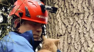Il mio gatto è in cima all'albero