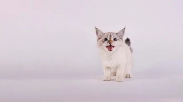 Il mio gatto è indemoniato