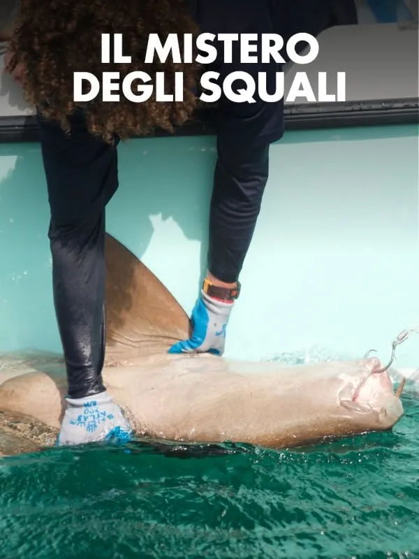 Il Mistero Degli Squali