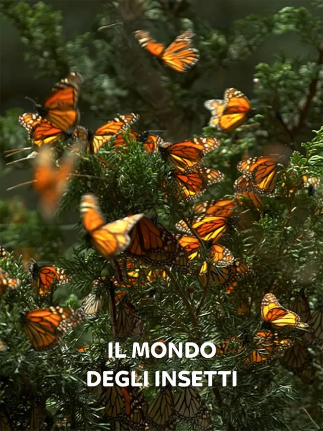 Il mondo degli insetti