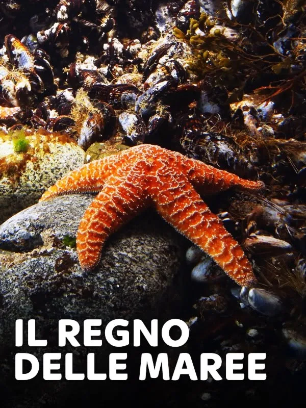 Il regno delle maree