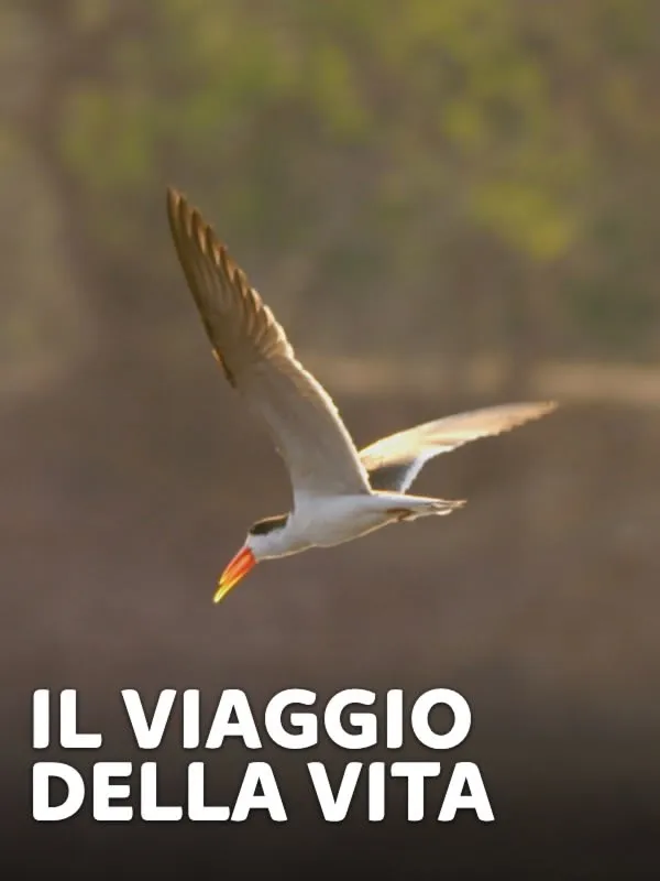 Il viaggio della vita