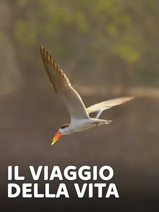 Il viaggio della vita