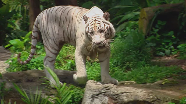 Incontri ravvicinati nel meraviglioso mondo degli animali