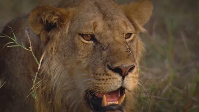 Incontri ravvicinati nel meraviglioso mondo degli animali