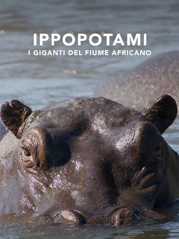 Ippopotami - I Giganti Del Fiume Africano