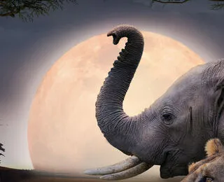 Kalahari Land Of Secret Alliances