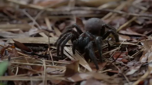 Kill or cure? The story of Venom
