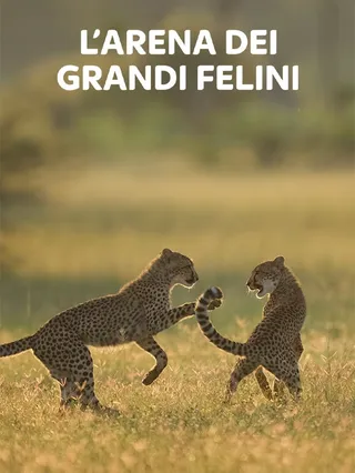 L'arena dei grandi felini