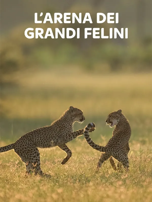 L'arena dei grandi felini