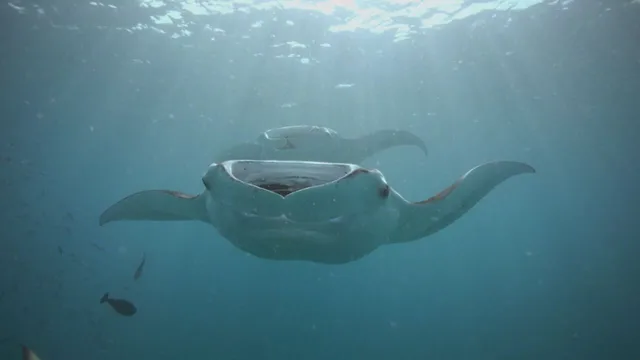 L' oceano indiano e le sue isole-simbolo
