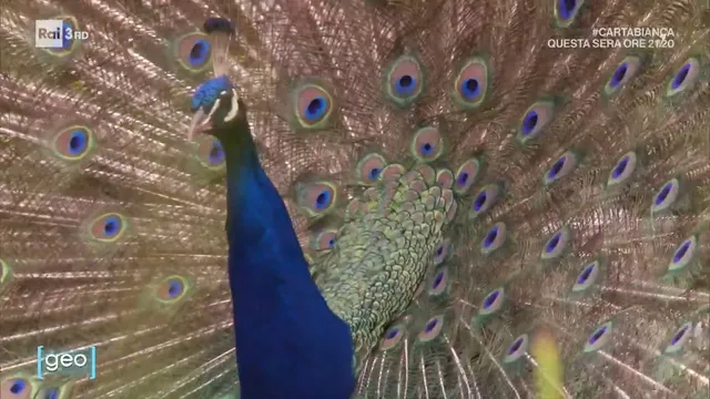 La danza dei colori - Geo