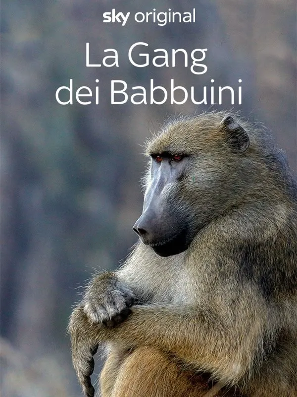 La gang dei babbuini