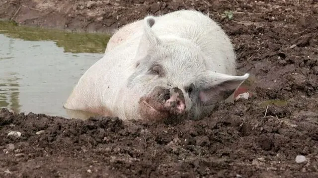 La mia vita è una fattoria