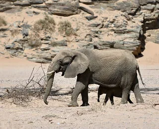 La nostra Africa: Professionisti della natura