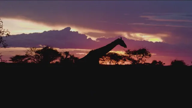 La nostra Africa: Professionisti della natura