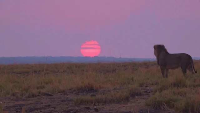 La nostra Africa: Professionisti della natura