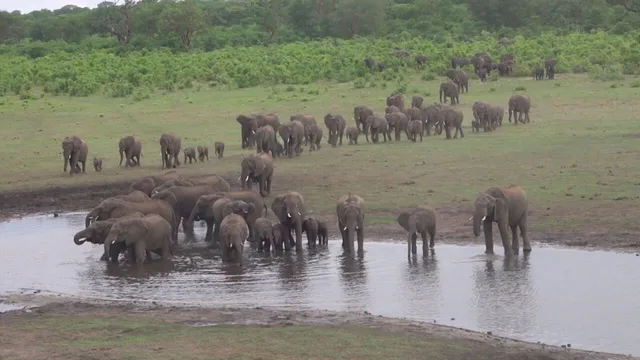 La nostra Africa: Professionisti della natura