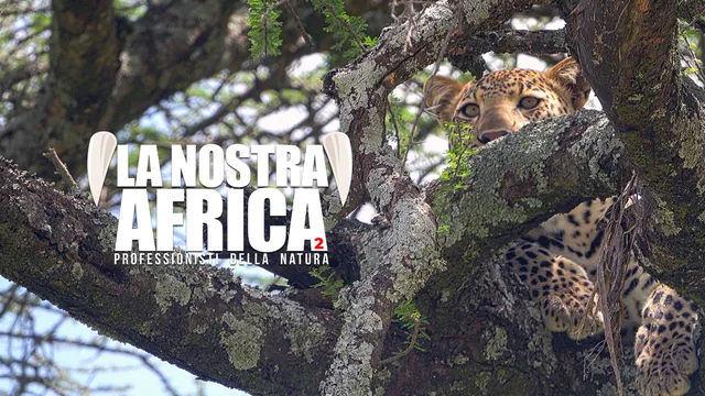 La nostra Africa: Professionisti della natura