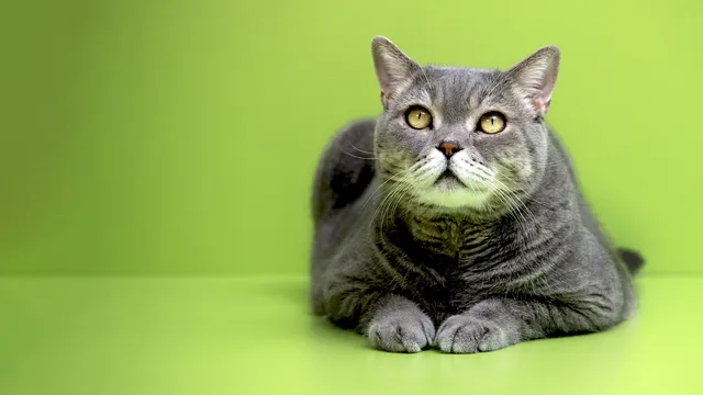 La verità sui gatti Una vista da g
