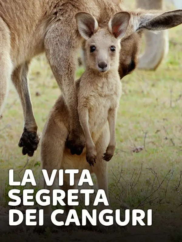 La vita segreta dei canguri