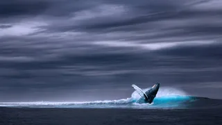 Le meraviglie dell'Oceano - Isole