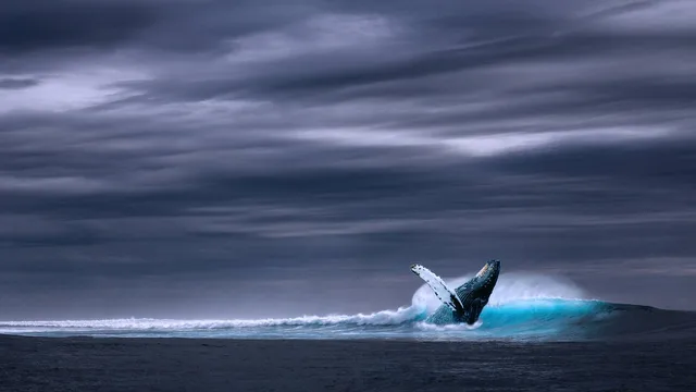 Le meraviglie dell'Oceano - Vittim
