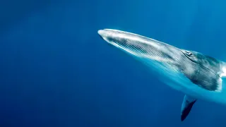 Le sentinelle della grande barriera cora