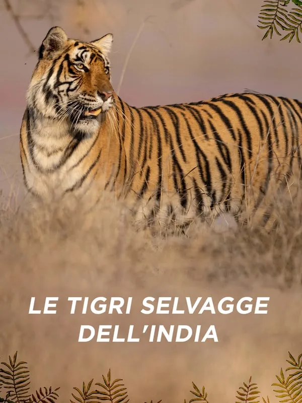 Le tigri selvagge dell'India