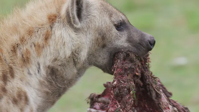 Lions & Hyenas