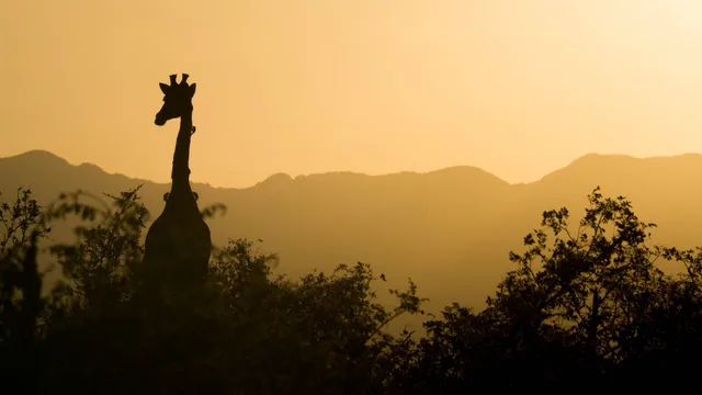 Lista dei desideri: Africa